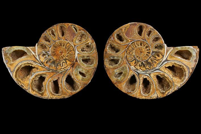 Cut & Polished, Agatized Ammonite Fossil- Jurassic #110772